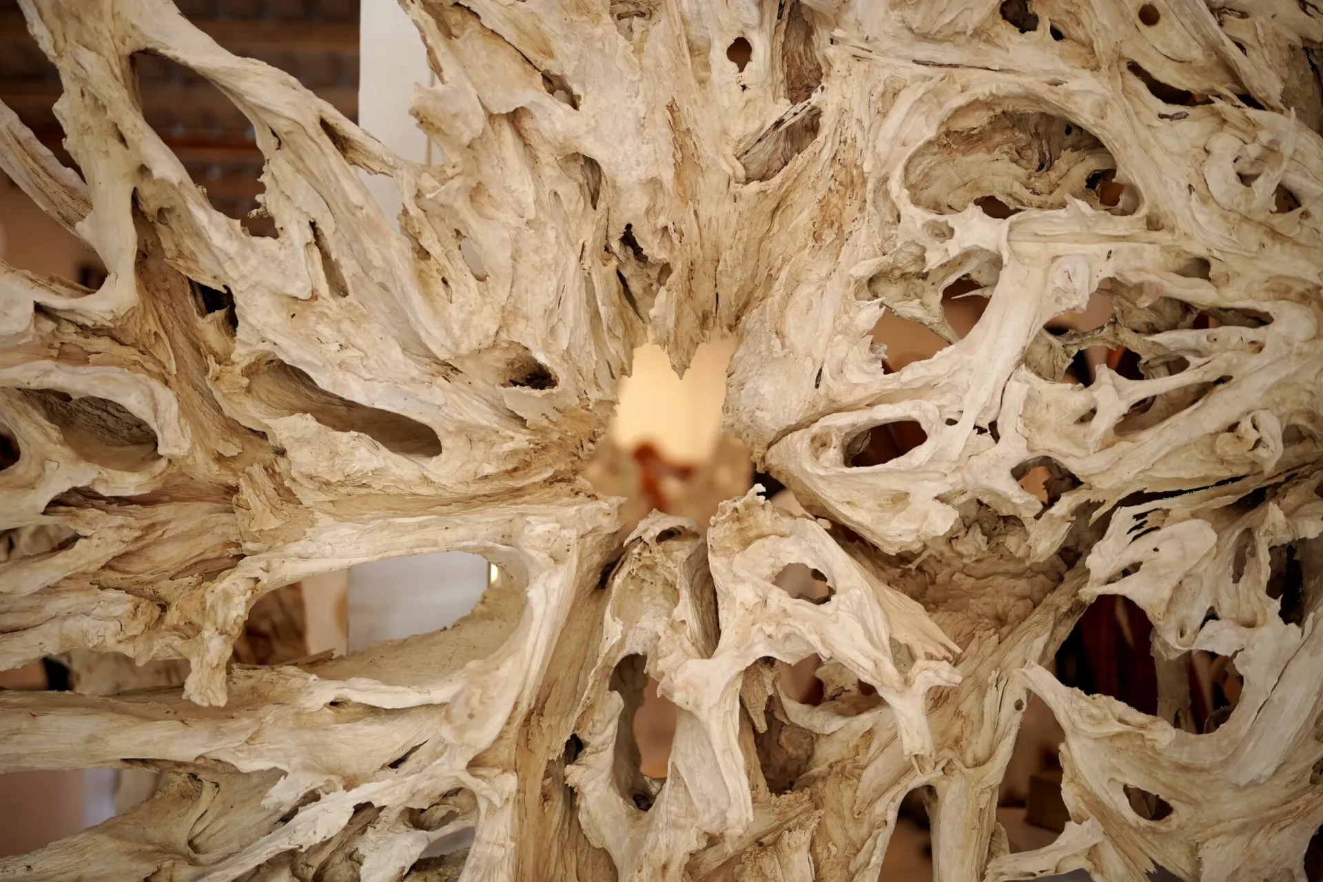 Close-up of Living Wood used in a Maison VM piece